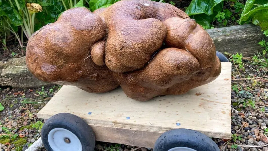 World&rsquo;s biggest potato