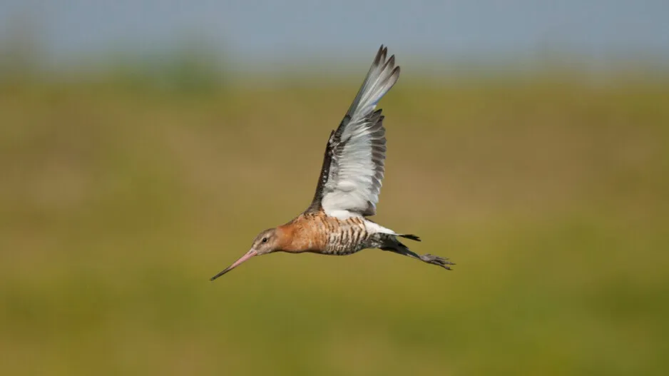 The bird made a record by flying non stop