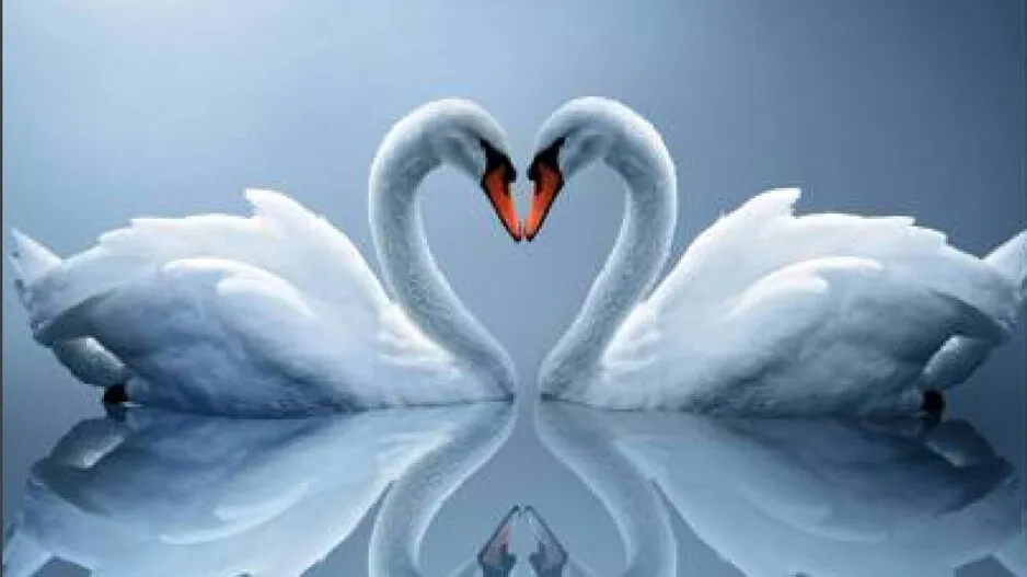 PAIR OF SWAN