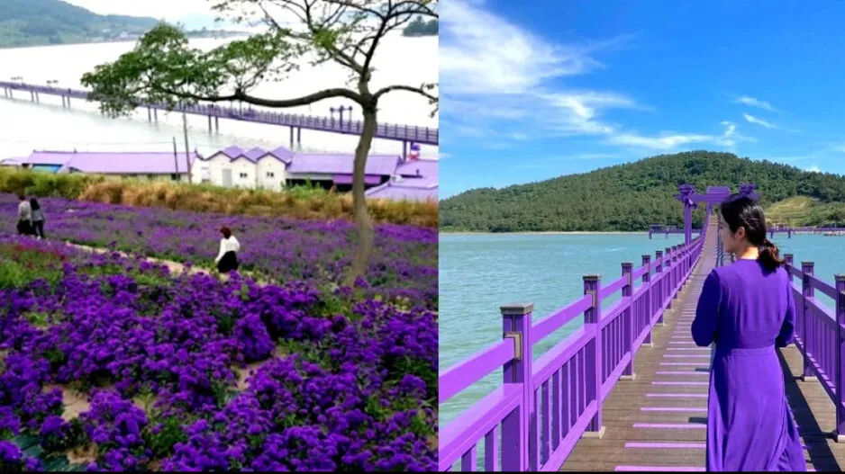 PURPLE ISLAND, SOUTH KOREA