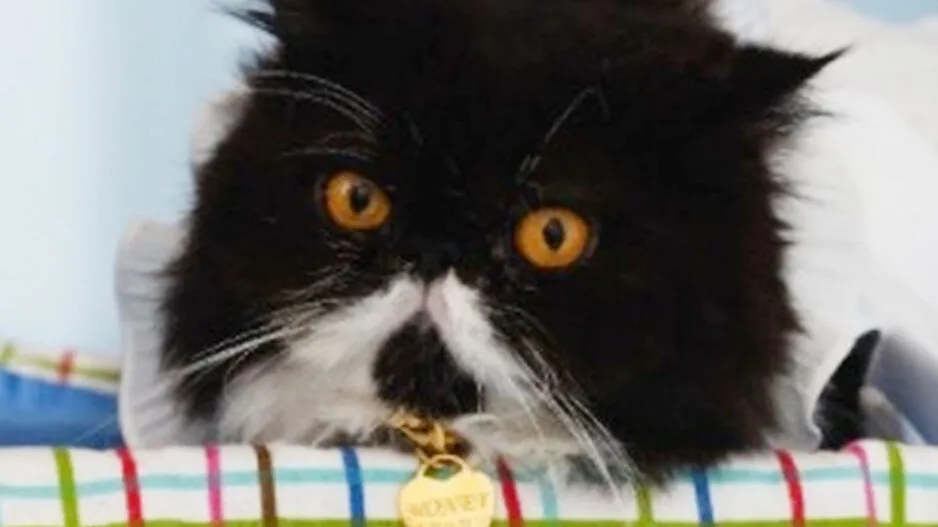 Cat owner said she bought gold necklace worth 4 lakh for pet cat