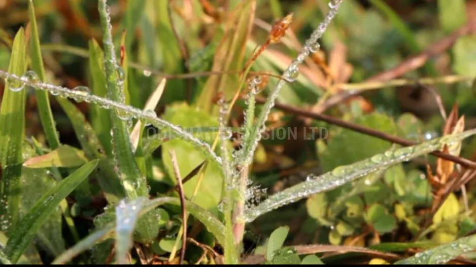 Cold Wave Sweeps Several Parts Of Odisha