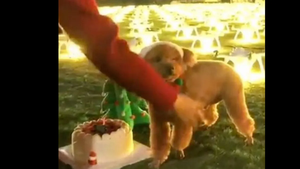Viral news woman spends 11 lakh rupees for her dog birthday celebration