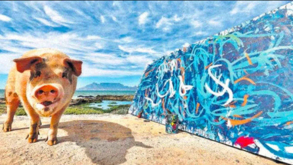 Viral pig painter pigcasso painting sold for 20 lakh rupees south Africa