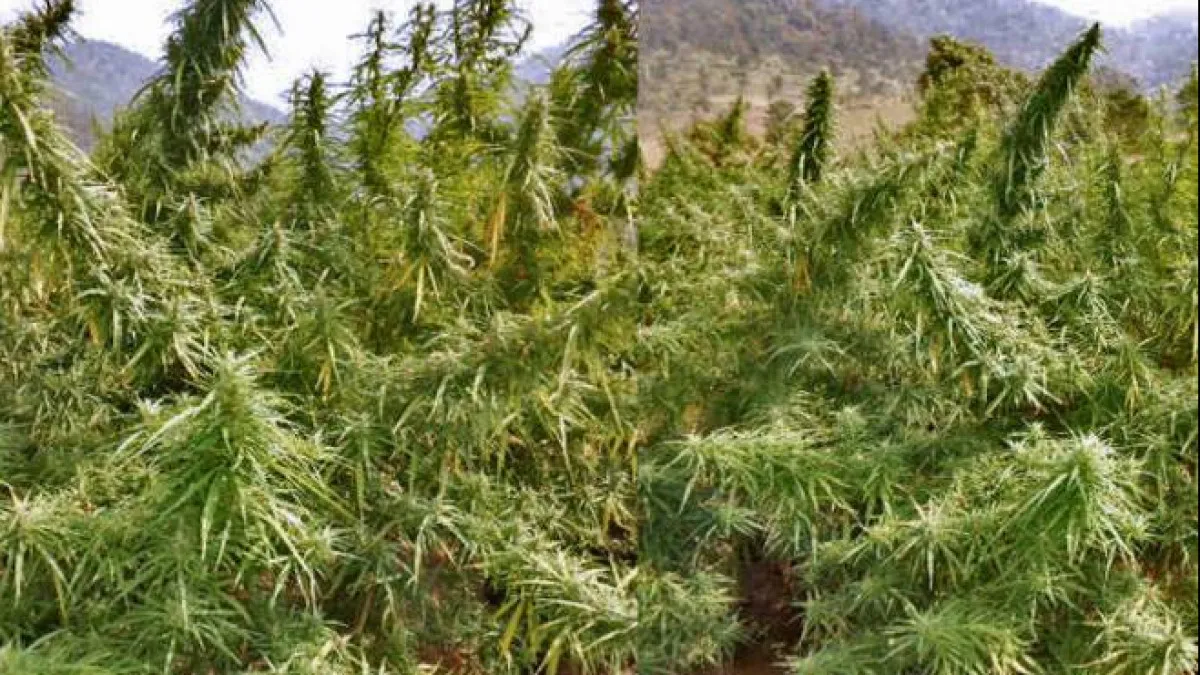 Ganja Cultivation