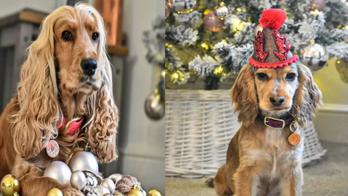 Dog has such luscious hair, people shocked