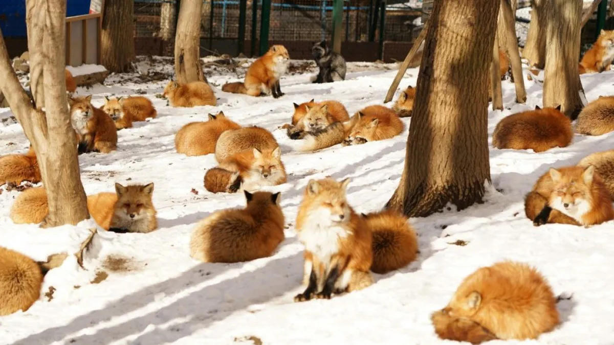 fox village japan