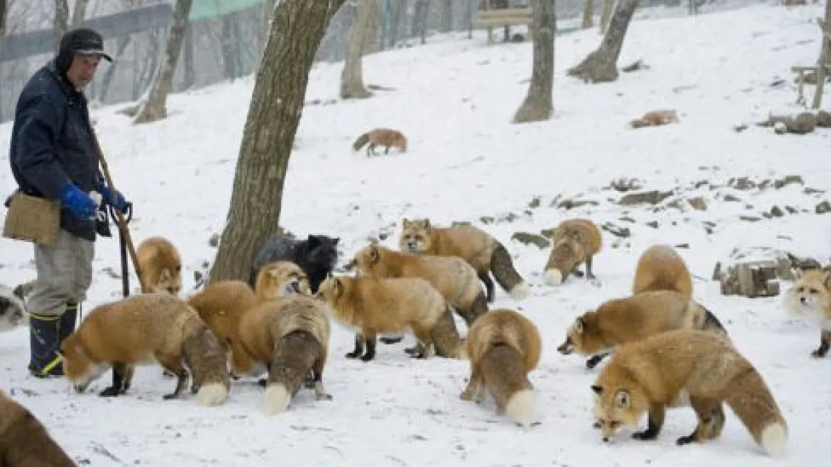 fox village japan