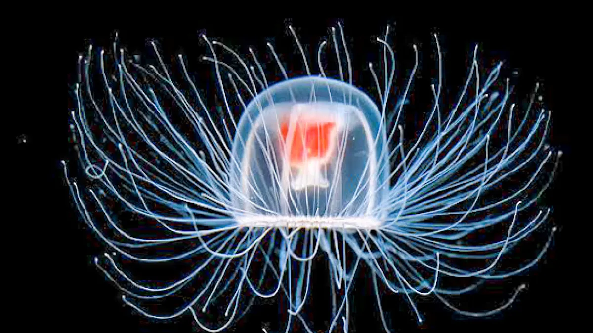 immortal jellyfish