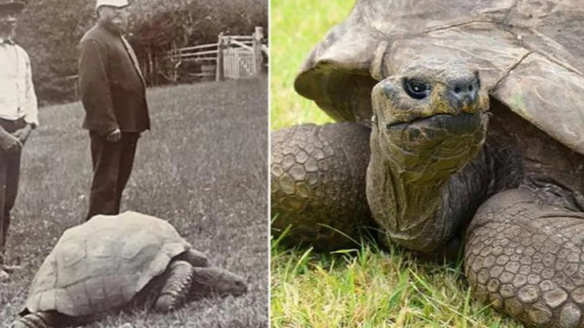 Longest living land animal on earth jonathan the tortoise