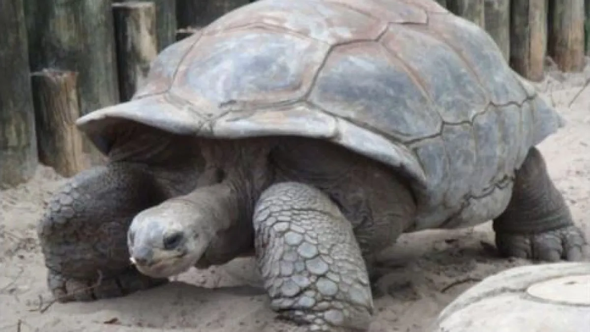 Longest living land animal on earth jonathan the tortoise