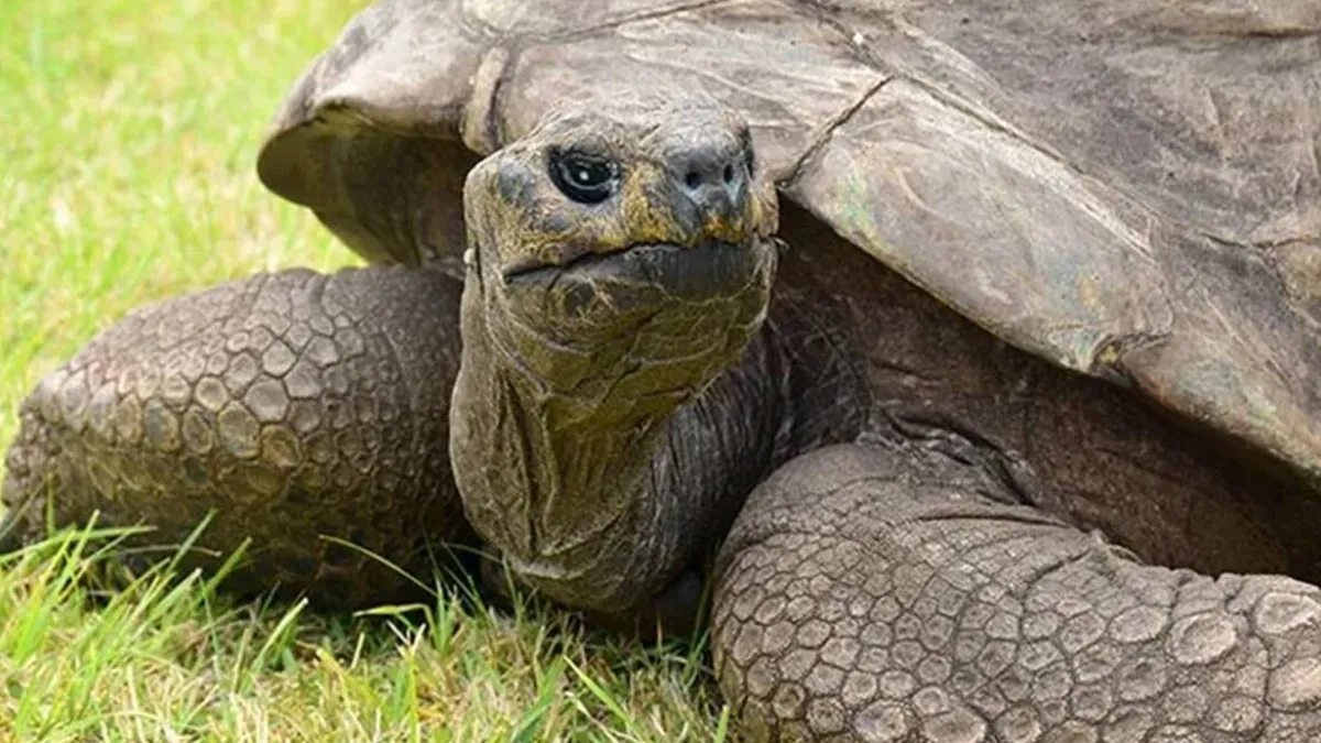 Longest living land animal on earth jonathan the tortoise