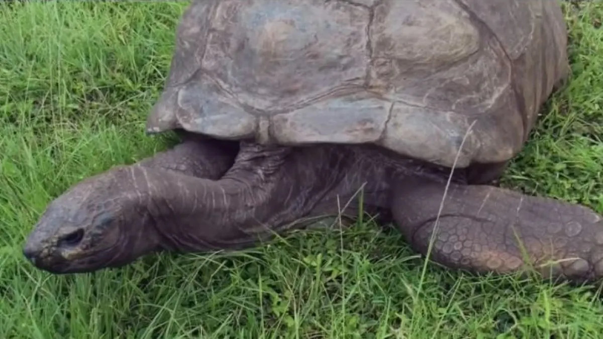 Born in 1832, oldest tortoise alive turns 190 in 2022