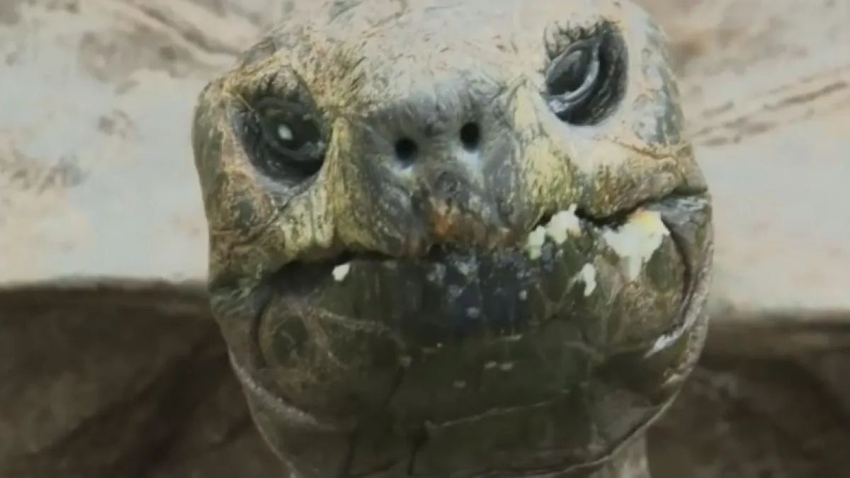 Born in 1832, oldest tortoise alive turns 190 in 2022