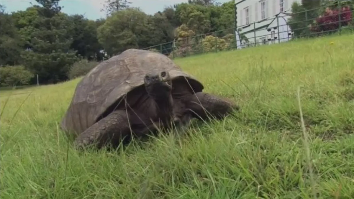 Born in 1832, oldest tortoise alive turns 190 in 2022