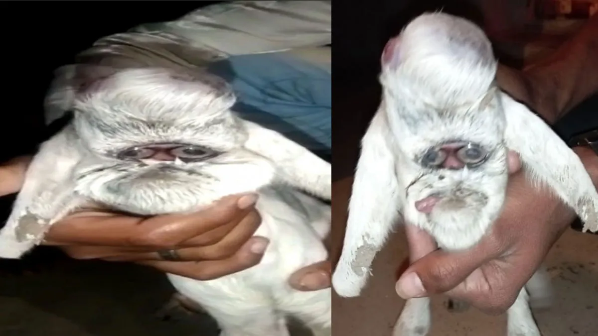 Goat born with human face weird eyes