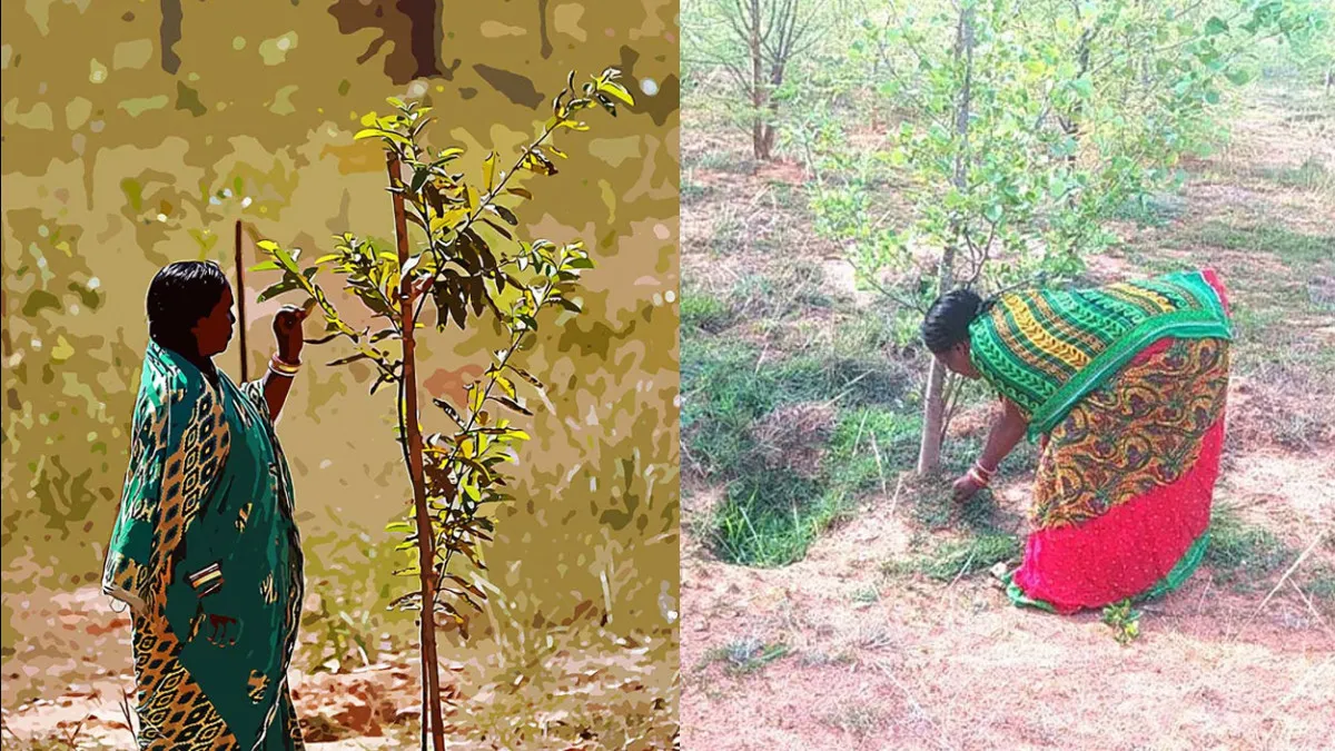 A Forest Has Been Named After A Daily Wager Woman In Odisha
