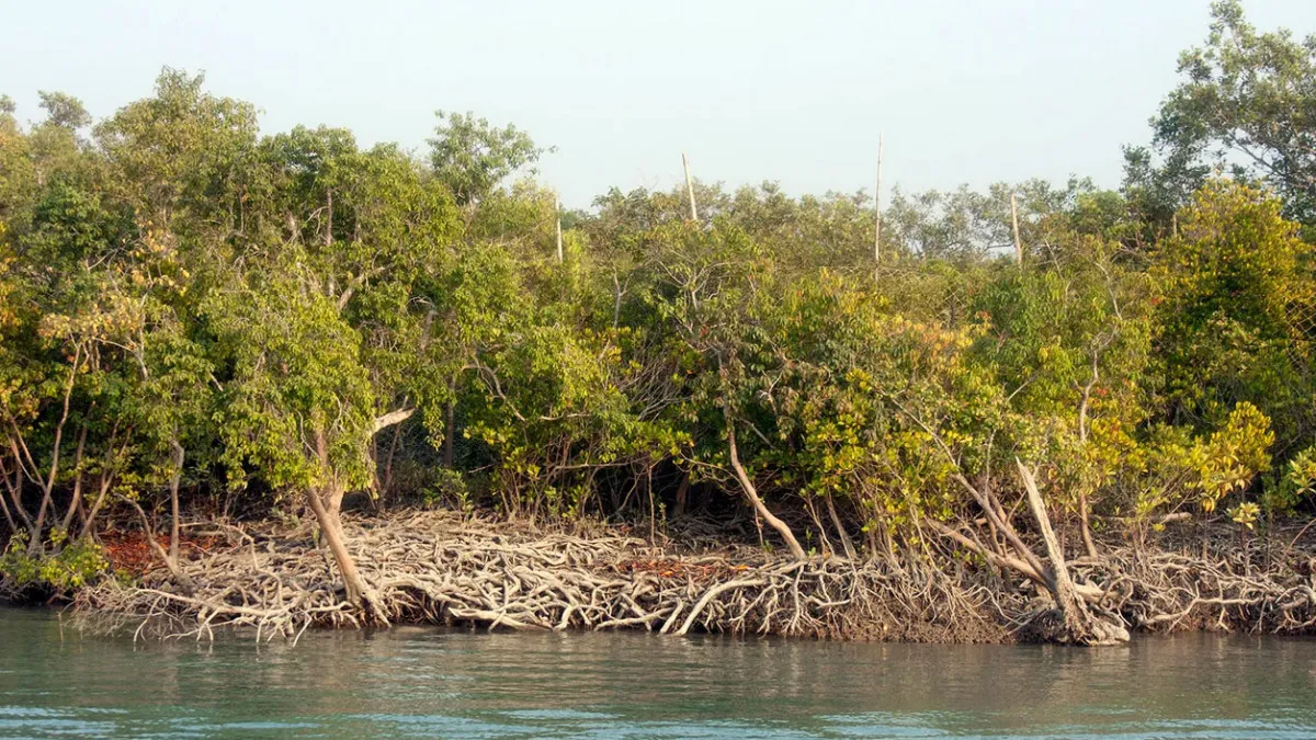 Women of Sundarbans are on the defensive