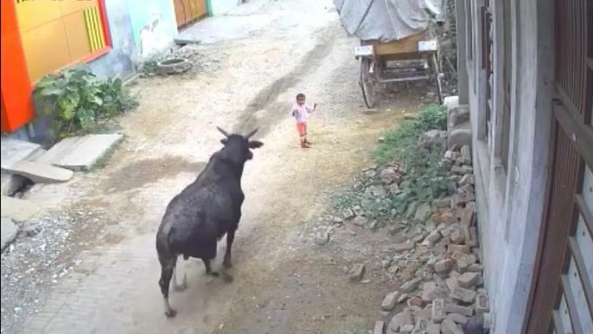 Bull Attack
