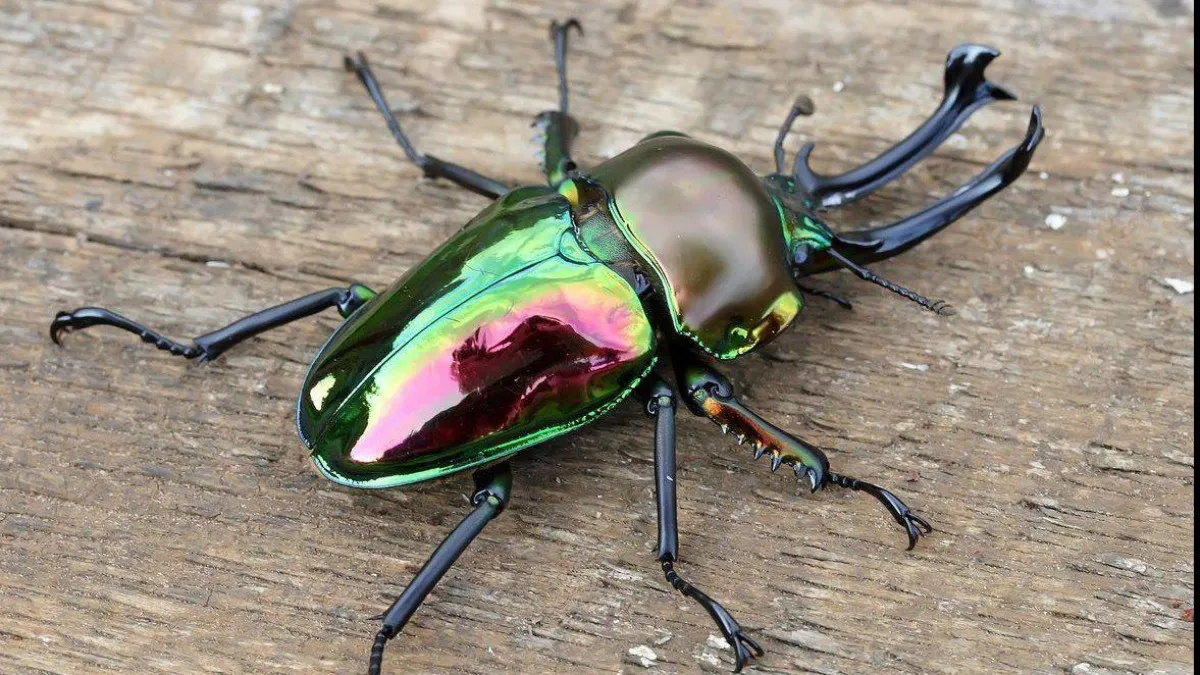 Most Expensive Insects In World Stag Beetle 