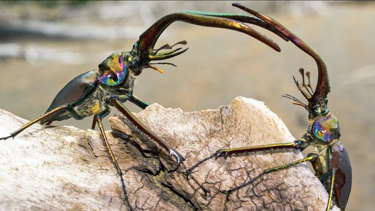 Most Expensive Insects In World Stag Beetle 