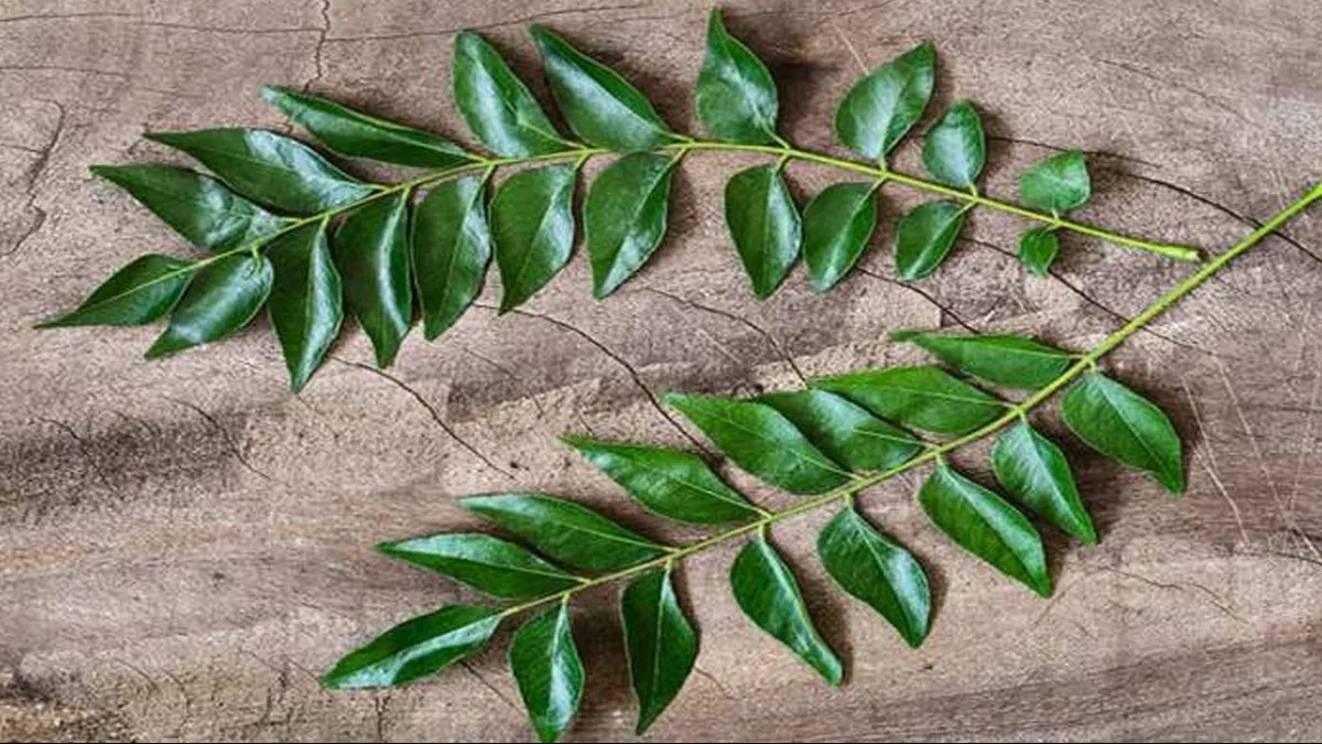 5 miraculous leaves will destroy uric acid