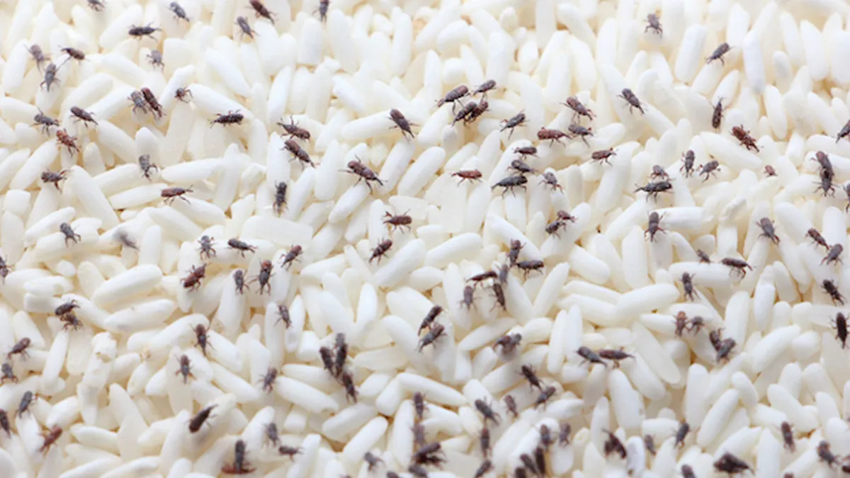 tips for bananas will not spoil no insects in pulses and rice