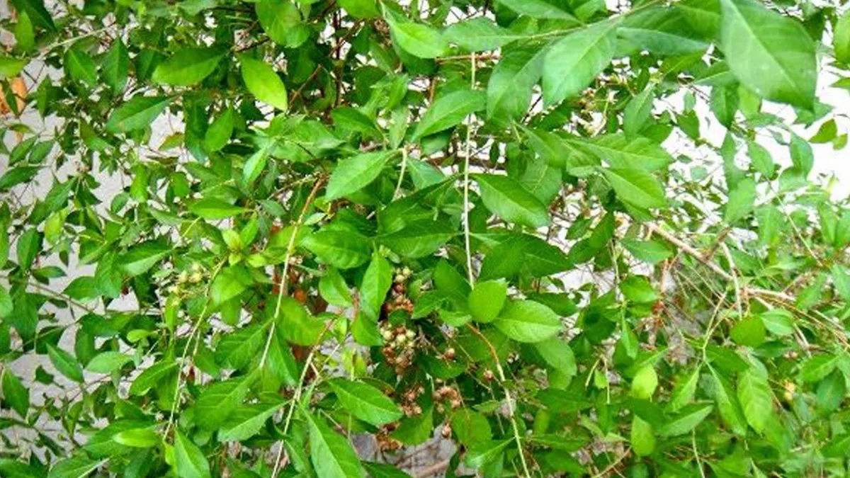 Know the Hair Care Tips 