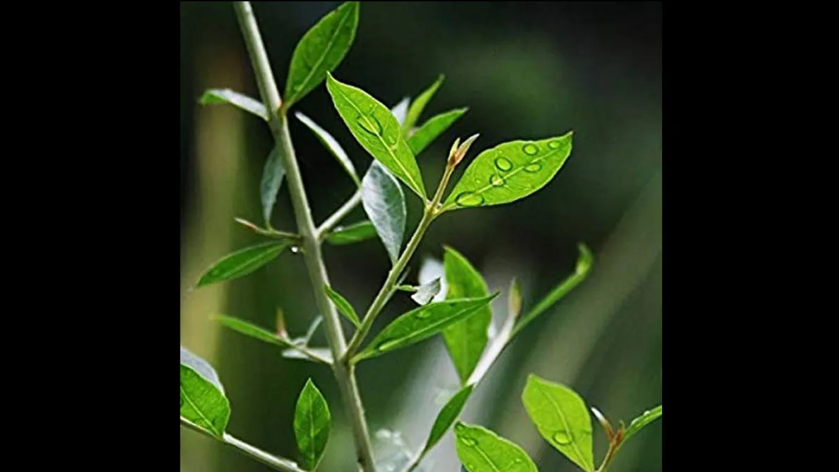 Know the Hair Care Tips 