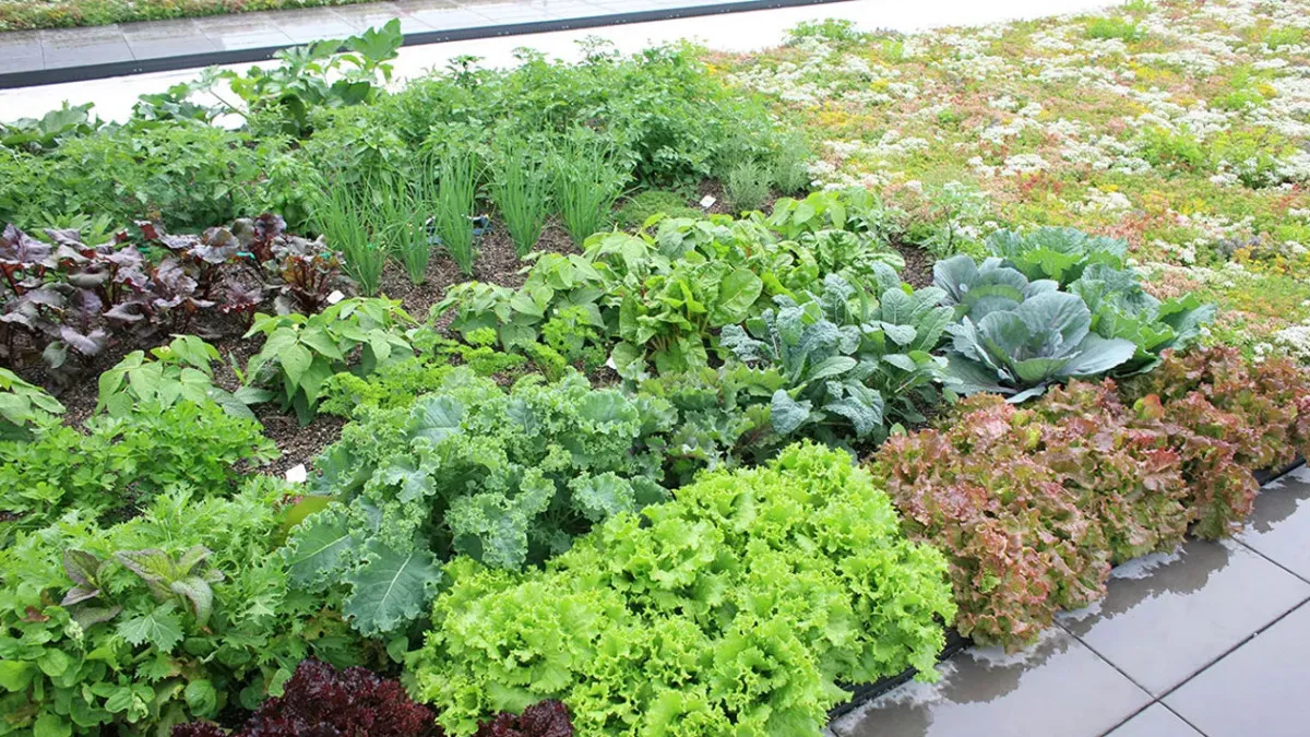 cultivate vegetables on the roof of your house