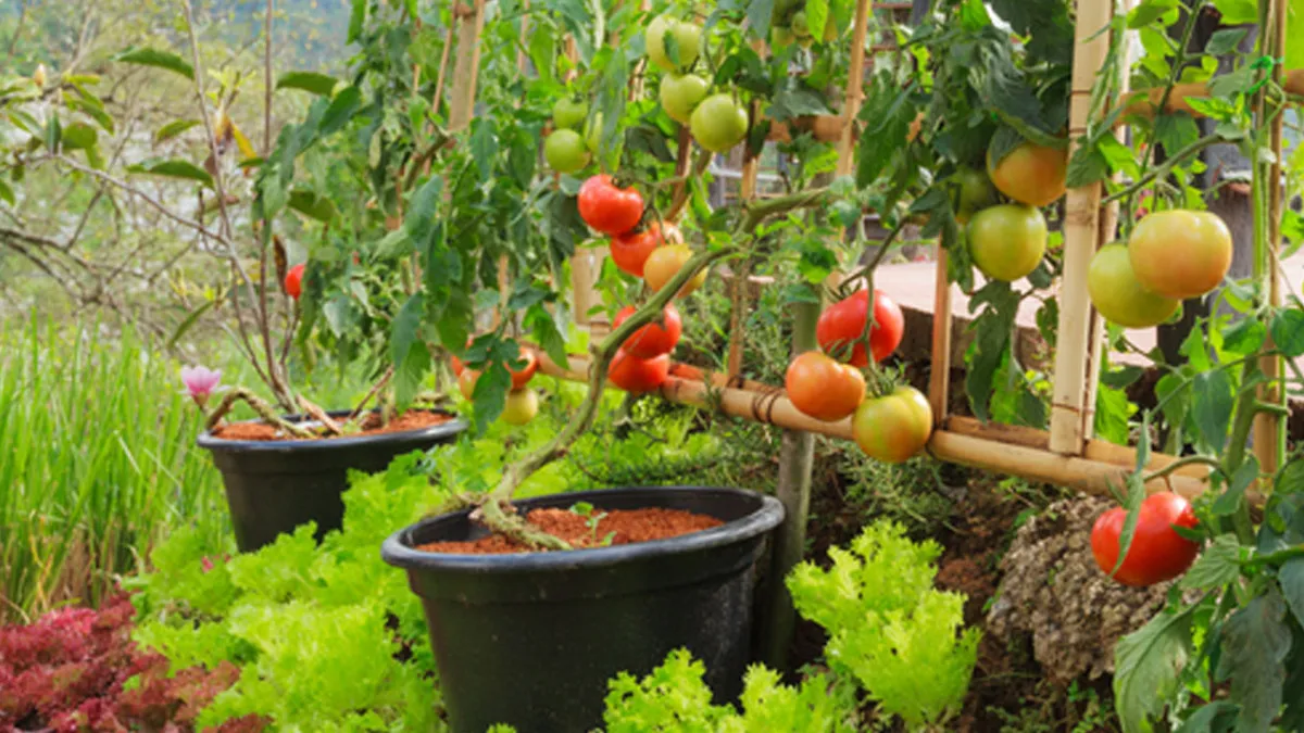 cultivate vegetables on the roof of your house