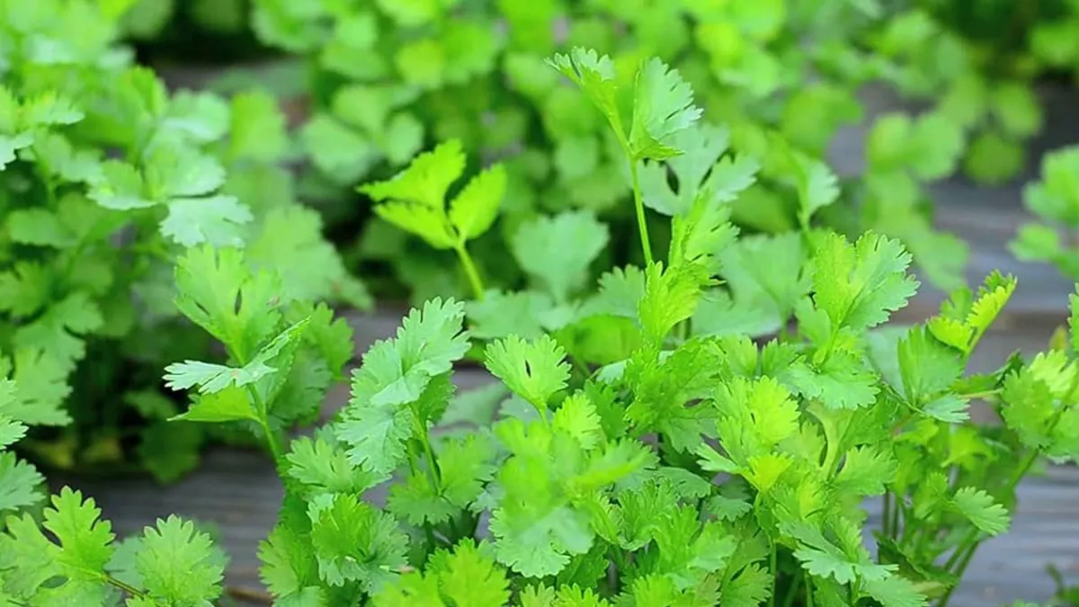 cultivate vegetables on the roof of your house
