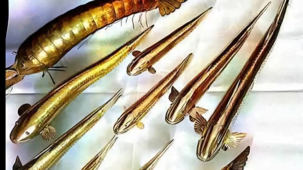 ଗଞ୍ଜାମର କଳାକୃତି