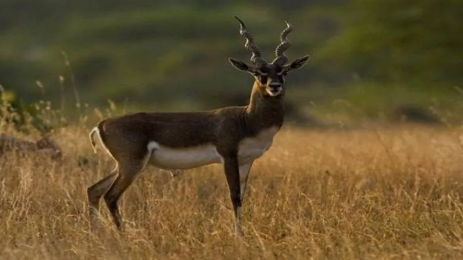 Blackbuck
