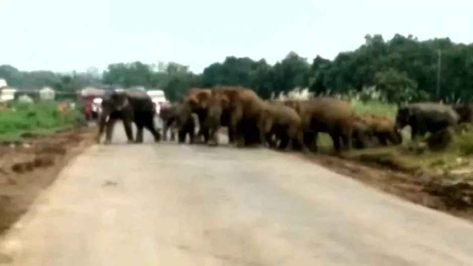 Elephant Movement Triggers Panic In Dhenkanal Village