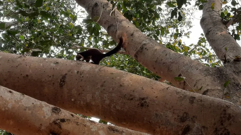 Indian Giant Squirrel