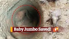 WATCH | Baby Elephant Rescued From Abandoned Well In Odisha