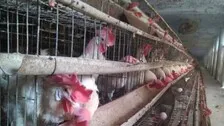Human-To-Human Transmission Of Bird Flu Rare, No Need To Panic: AIIMS Chief