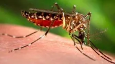 Dengue Grips Odisha Amidst Coronavirus Scare, 61 Positive Cases Identified