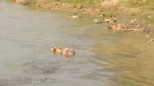 Bodies Of ‘COVID19 Patients’ Fished Out From Rivers: Experts Say Transmission Of Virus Through Water Is Not A Concern