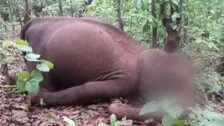 Odisha: Two Elephant Carcasses Found Near Similipal National Park