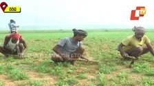 Dharmendra Urges CM Naveen To Expedite PM Kisan For All Registered Farmers In Odisha