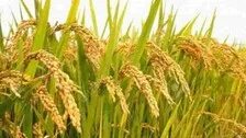 Cyclone Yaas Alert: Odisha Govt Issues Directives For Crop Management 