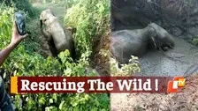 Forest Personnel Rescue 2 Elephants Stuck In Swamp At A Stone Quarry In Odisha's Athagarh