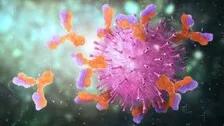 Antibody From Common Cold Reacts To Covid Infection:Study