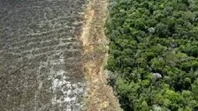 Record Levels Of Deforestation In Brazilian Amazon Continue