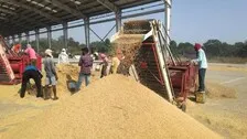 Marginal Farmers Availing MSP Post Biggest Drop In Odisha, State Tops Country