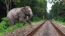 Odisha To Go Gujarat Way To Save Elephants From Killer Railway Tracks