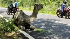 Abandoned By Owner, Ailing Camel Dies In Odisha’s Ganjam