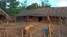 Odisha Tribals To Run Into Forests After Sighting Vax Team